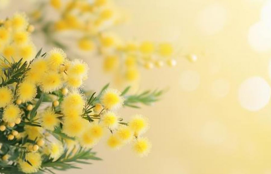 PROLJEĆE 2026 PROLJEĆE 2026